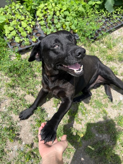 In Uplistsikhe, Georgia, a black dog is captured in a medium shot, looking upwards and to the right with its mouth open. The dog is lying on a patch of dry ground with sparse green grass and small yellow wildflowers. To the upper left of the frame, several trays filled with young green plants are visible, some in black plastic containers. A human hand is extended towards the dog, with the dog's front paw resting on it. The lighting suggests it is daytime, with distinct shadows cast on the ground.