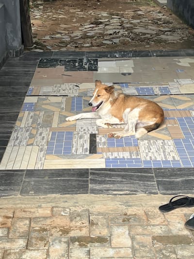 The media file shows a dog lying on a tiled floor. The dog is brown and white with its tongue hanging out. It appears to be resting or sleeping. The floor is covered in a variety of tiles, some with geometric patterns and others in solid colors. The background is blurry and out of focus, but it seems to be an outdoor or semi-outdoor setting with some debris on the left side. There are also a pair of black flip-flops visible on the right side of the image. The lighting suggests it is daytime. The overall scene is casual and relaxed.