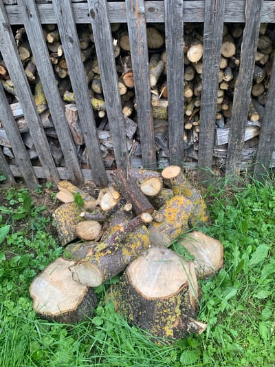 In the city of Vidzavski selski Sovet, Belarus, an outdoor scene depicts a rustic arrangement of firewood. A weathered wooden fence, constructed from vertical planks with gaps between them, forms a backdrop. Behind the fence, a substantial amount of cut firewood is stacked, with some logs showing a yellow, lichen-like growth. In the foreground, a pile of freshly cut logs and stumps rests on a patch of green grass interspersed with weeds. The logs in the foreground exhibit raw, light-colored cut surfaces, contrasting with the darker bark and mossy textures on some of the pieces. The overall impression is one of preparation for winter or recent lumber processing in a rural setting.
