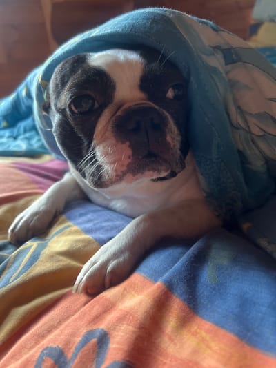 A Boston Terrier dog is nestled under a colorful blanket. The dog has black and white markings on its face, with dark brown eyes and white whiskers. It appears to be resting or sleeping, with its head and paws peeking out from the blanket. The blanket has a pattern of blue, orange, yellow, and pink colors. The scene suggests a cozy indoor setting, possibly a bed or sofa. The lighting is soft, indicating it could be daytime. There is no visible text in the image.