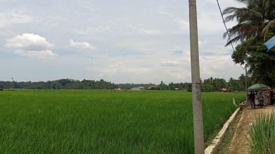 The image depicts a wide, green rice paddy field under a cloudy sky in Trienggadeng, Indonesia. In the foreground, a grey concrete pole stands on the right side of the frame. Adjacent to the pole, a dirt path runs along the edge of the paddy field, bordered by a low concrete barrier. A small group of people, some under a green umbrella, are gathered at a roadside stall or cart on the right side of the path. They appear to be interacting with each other or with goods at the stall. Further in the background, a line of trees and some buildings, including houses and possibly small structures, are visible, nestled against a backdrop of lush vegetation. The overall scene suggests a rural or semi-rural setting.