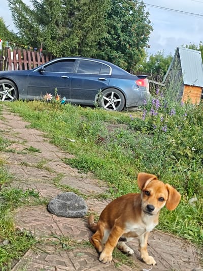 A small, brown and white puppy sits on a stone path in front of a dark blue sedan. The car is parked on an incline, with its rear end slightly higher than its front. The puppy is facing the camera, with its ears perked up and a curious expression on its face. The background consists of lush green grass, a wooden fence, and trees. A small, grey, circular object is to the left of the puppy. A rustic wooden shed with a metal roof is visible in the background to the right of the car. The scene appears to be in a rural or suburban area, possibly a backyard or a quiet street. The location is identified as Kolyvan, Russia.