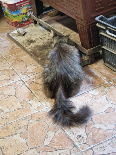 The image shows a domestic cat with gray and brown fur, viewed from behind, sitting on a tiled floor. The cat has a bushy tail. In the background, to the left, is a large red and white bag with Cyrillic writing and an image of a farmer and livestock, likely containing animal feed. To the right of the cat, a dark plastic crate is visible. Behind the cat, there is a metal structure, possibly part of a stove or fireplace, with decorative carvings. The floor is made of large, irregular, pinkish-brown tiles with dark grout lines. The scene appears to be indoors, in what could be a utility area or storage space. The location is specified as Raduvene, Bulgaria.