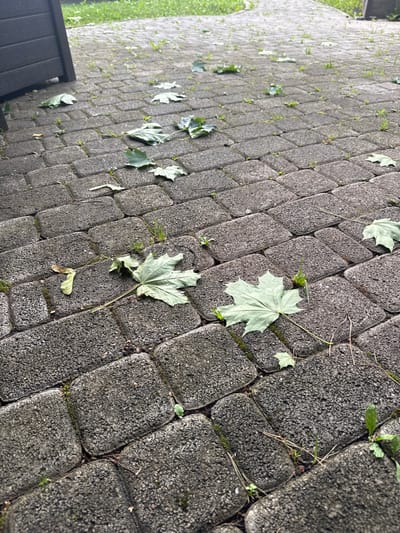 This media file features a close-up, angled view of a paved pathway, likely in Misaylovo, Russia. The pathway is constructed from dark gray, rectangular interlocking stones, with small tufts of green grass and moss growing in the crevices between them. Scattered across the paving stones are several light green maple leaves, some appearing whole and others slightly wilted or torn, suggesting they have recently fallen. A single maple seed is also visible.
The lighting suggests an overcast or shaded condition, possibly late afternoon or early morning, with no strong shadows present. The overall scene conveys a sense of a natural outdoor setting, likely a garden path or a section of a yard after a recent drop of leaves. The ground appears slightly damp, which could indicate recent rain or dew. No people are visible in the frame. There is no visible text in the media file. The composition focuses on the texture of the paving stones and the delicate details of the fallen leaves, creating a somewhat quiet and autumnal atmosphere.