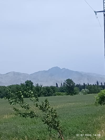 A wide shot captures a desolate mountain range in the distance under a hazy, light blue sky. In the midground, a dense line of dark green trees forms a natural barrier. In the foreground, a field of green grass stretches out, dotted with smaller plants. A small tree with dark green leaves is positioned to the left, its branches extending outwards. To the right, a portion of a dark metal pole and wires are visible against the sky, suggesting proximity to infrastructure. The lower right corner of the image displays a timestamp: "01.07.2026 14:08". The scene is devoid of people or any discernible activity, presenting a natural landscape with man-made elements. The location is Chüy, Kyrgyzstan.