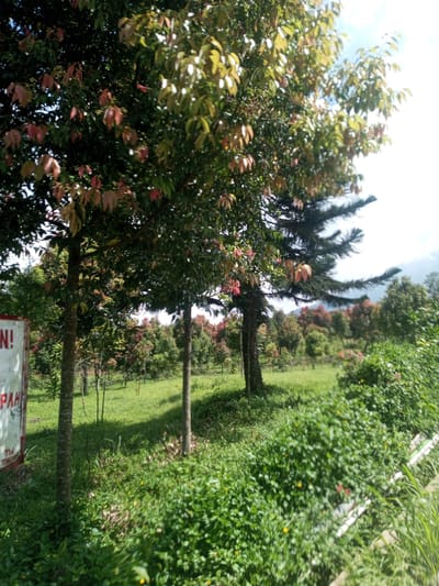 The image shows a grassy field in Zeyathiri District, Myanmar. Several trees are visible, with some displaying red leaves. A sign with text is partially visible on the left side of the frame. The foreground is dominated by green vegetation, including bushes and grass. In the background, more trees populate the field. A mountain is vaguely visible in the distance to the right. A white pipe is also visible near the foreground on the right side. The lighting is bright, and shadows are cast by the trees.