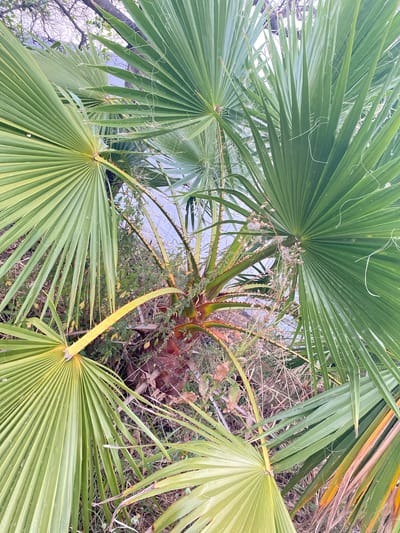 The image shows a close-up, overhead view of a palm tree in Olhão, Portugal. The fronds are a vibrant green, with some showing signs of yellowing and browning at the edges. The trunk of the palm is visible at the center of the image, covered in rough, reddish-brown fibers. The ground around the tree is covered in dry grass and scattered leaves, with some thorny branches of a smaller shrub intermingled with the palm fronds. In the background, out of focus, there appears to be a body of water, possibly the Ria Formosa, and the branches of a deciduous tree, suggesting a natural or semi-natural setting within the city limits. No people or animals are present in the image.