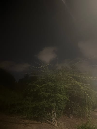 The image depicts a nighttime scene with a dense, leafy bush or tree in the foreground, illuminated by artificial light creating a hazy, atmospheric effect. The sky above is dark, with some indistinct clouds and possibly a faint light source high in the frame. The ground appears to be dry earth or dirt. The overall impression is one of a natural, outdoor environment at night, possibly in a suburban or rural area, within the Hof HaCarmel Regional Council, Israel, as suggested by the prompt. There are no people or specific structures visible in the image.