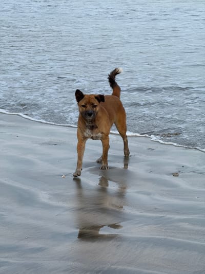 A medium-sized, tan-colored dog stands on a wet, sandy beach in Jimbaran, Indonesia. The dog faces the viewer with its head slightly tilted, and its tail is curled upward. The dog’s fur appears damp and sandy, and its paws are planted firmly in the wet sand. The receding waves of the ocean are visible to the left of the dog, with the water’s edge reaching the sand. The overall scene is natural and candid, capturing the dog's presence on the beach.