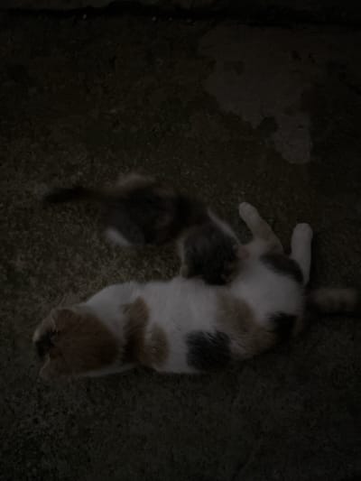 In Subutli-Miatli, Russia, a low-light image shows two cats on a textured, dark surface. A larger calico cat is lying on its back, displaying white, orange, and black patches. Its paws are extended upwards. A smaller kitten, with gray and white markings, is nestled against the larger cat's belly, seemingly nursing or grooming. The environment appears to be an outdoor setting, possibly a pathway or ground, with some indistinct shadowy shapes in the background.
