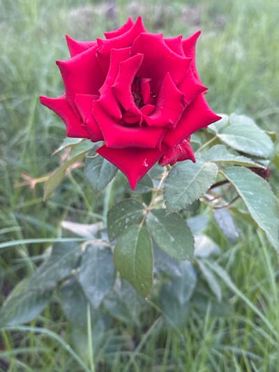 A vibrant red rose in full bloom is the central subject of the image, positioned slightly off-center to the right. The rose's petals are a deep, rich red with velvety texture and sharp, pointed edges. The flower is shown from a slightly elevated angle, with its petals unfurling in a complex, layered pattern, revealing hints of the darker center.

The rose is supported by a stem with several green leaves. These leaves are oval-shaped with serrated edges and are a muted, slightly dusty green color, with some visible speckling. The stem and leaves are positioned below and to the sides of the bloom, providing a natural framework.

The background of the image consists of out-of-focus green foliage and grass, suggesting an outdoor setting. The grass appears somewhat wild and untamed, with varying lengths and shades of green. The overall lighting suggests it is daytime, possibly overcast or in the shade, as there are no harsh shadows.

The image was captured in the city of Sardoba, Uzbekistan.
