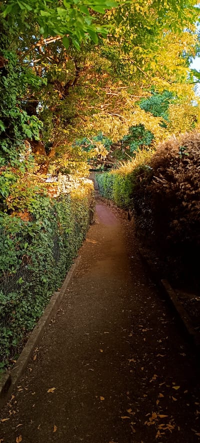 The image depicts a narrow, paved pathway bordered by dense green foliage on both sides, leading towards a wooden gate in the distance. Sunlight filters through the canopy of a large tree on the left, casting a warm glow on the leaves and illuminating sections of the path. The foliage on the left is a mix of ivy climbing a fence and a larger tree with yellowish-green leaves. The right side of the path is lined with a manicured hedge that transitions to darker, more textured shrubbery further down. Fallen leaves are scattered across the pathway. The scene suggests a secluded or private outdoor area, possibly a garden path or a narrow lane. The location is identified as being in the city of Winnenden, Germany. There are no people or animals visible in the image, and no actions or interactions are taking place.
