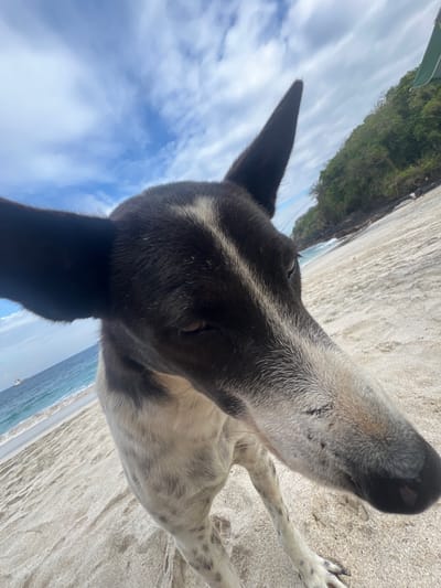 The image is an extreme close-up, low-angle shot of a dog on a sandy beach. The dog's head and part of its body are in focus, with its snout extending towards the camera. Its fur is a mix of black and white, with some grey speckled markings on its legs and body. The dog has prominent black ears, one of which is partially obscuring the view of the sky. The background is a sandy beach with some texture visible, suggesting it's wet sand. Beyond the beach, the ocean is visible, with gentle waves and a clear, blue sky filled with scattered clouds. In the distance, along the coastline, there is a lush, green hillside covered in trees. A small glimpse of a green canopy, possibly a beach umbrella or shelter, is visible in the upper left corner. The orientation of the image is such that the top of the frame is towards the left, and the bottom is towards the right, creating a slightly disorienting perspective. The overall mood is casual and appears to be a sunny day, possibly late morning or early afternoon given the lighting. The setting is clearly a beach, with the ocean and tropical vegetation indicating a warm climate. The focus on the dog's face suggests an interaction with the photographer, possibly a moment of curiosity or playfulness.