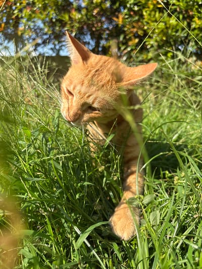 A medium shot depicts a ginger cat nestled within tall green grass in Cemagi, Indonesia. The cat is lying down, partially obscured by the vegetation, but its head and tail are clearly visible. The grass appears lush and vibrant, illuminated by sunlight. The background shows a leafy green tree, with a glimpse of blue sky visible behind the tree. The cat appears relaxed in its environment.
