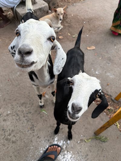 In Thirumanancheri, India, two goats, one black and white and another predominantly black with a white face, are the primary subjects of the image. The black and white goat is positioned closer to the camera, with its head tilted upwards and eyes looking directly at the viewer. It has black spots on its face and ears, and its body is a mix of white and black patches. The second goat, mostly black with white markings on its face, is positioned slightly further back and to the right, also looking towards the camera. Its head is also tilted upwards.
In the background, a tan-colored dog is lying down. Parts of a person's legs are visible on the left side of the frame, one wearing a sandal. Another person's leg, dressed in a colorful sari, is visible on the far right. The ground is paved and appears to be a pathway, with some scattered white particles and dry leaves. A yellow object, possibly a piece of furniture or a signpost, is partially visible on the right side of the image. The scene suggests an outdoor setting in a populated area.
