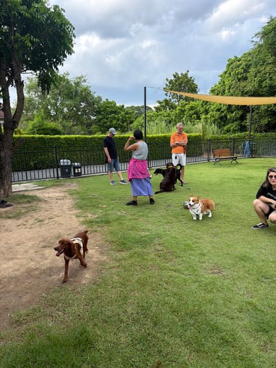 The image depicts a dog park in Tha Sala, Thailand. In the foreground, a brown dog with a white harness is walking on a dirt path, looking to the left. To the right, on a grassy area, a corgi stands with its tongue out, facing the camera. Behind the corgi, a person in black shorts and a black t-shirt is crouched down, facing the camera. Further back, a man in an orange shirt and white shorts stands with his arms crossed, looking to the left. To his left, a person in a striped top and pink skirt is standing, facing away from the camera. To their left, a person in a black t-shirt and denim shorts stands facing away from the camera, wearing a grey baseball cap. Two dark-colored dogs are near the people in the background. A black metal fence runs along the back of the grassy area, with two dark trash bins visible behind it. A wooden bench is located to the right of the trash bins. Lush green trees and foliage surround the park. A yellow awning extends over part of the park area in the background. The sky is overcast with grey clouds.