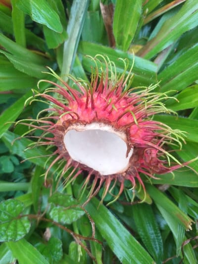 A partially opened rambutan fruit is depicted resting on green foliage in Mns Alue, Indonesia. The fruit, oriented with its opened section facing upward, displays a vibrant red exocarp covered in numerous green-tipped, hair-like spines. A central, irregular tear reveals the smooth, opaque white aril (flesh) of the fruit. The rambutan is surrounded by various plant life, including broad, green blade-like leaves and smaller, dark green, ovate leaves on thin, reddish-brown stems. Water droplets are visible on the surfaces of the surrounding foliage.