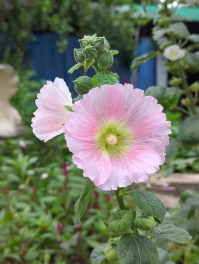 The image shows a close-up of a pink hollyhock flower in full bloom. The flower has a green center and is surrounded by green leaves and buds. The background is a mix of green foliage and a glimpse of blue wood. The flower is well lit, with soft shadows that define its texture. The image appears to have been taken outdoors in natural light. While the image is taken in Shunde District, China, there is no specific information in the image that allows identification of the precise location within the city district.