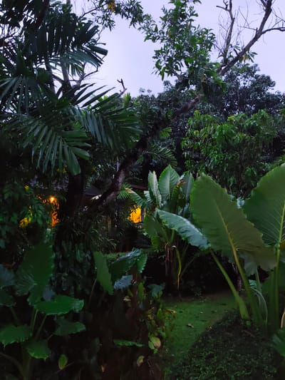 The image depicts a lush, tropical garden at dusk or early evening, likely in Sakhu, Thailand. Dominating the foreground are large, vibrant green leaves of what appear to be elephant ear plants. Behind them, the scene is filled with dense foliage, including palm fronds and various other tropical plants. In the background, through a gap in the vegetation, a structure with glowing orange windows is visible, suggesting a house or building. The sky above is a pale, dusky blue. The overall impression is one of a tranquil, overgrown natural setting with hints of human habitation.