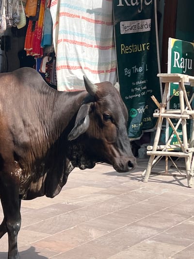 A brown cow with white markings stands on a paved walkway in Pushkar, India, in front of a market stall and a restaurant. The market stall displays colorful textiles, including saris and bags. Behind the cow, a green banner for "Terrace Garden Restaurant" is visible, along with another sign that reads "Raju Restaurant". A wooden display stand, possibly for seating or merchandise, is positioned to the right of the cow. The ground is paved with large, rectangular tiles. The scene appears to be a typical street view in a bustling Indian city.