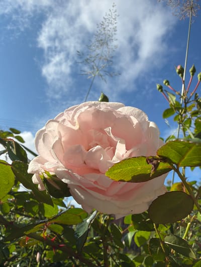 A light pink rose in full bloom is the central subject of this outdoor, low-angle photograph. The rose, with its many ruffled petals, is positioned in the lower center of the frame and extends towards the upper left. It is surrounded by green rose leaves, some of which are in sharp focus and show prominent vein detail. The rose has visible dew drops on its petals. In the background, a clear blue sky with scattered white clouds is visible. Above and slightly to the right of the rose, a stem with several green rose buds topped with pink is visible, along with wispy, dry grass stalks. In the far upper left, a thin strand of what appears to be power lines stretches across the sky. The environment suggests a garden or natural outdoor setting. There are no people or animals in the image. The photograph was taken in Папярнянскі сельскі Савет, Belarus.