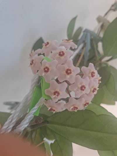 The image shows a close-up of a cluster of light pink Hoya flowers with dark red centers. The flowers are star-shaped and have a waxy appearance. Some of the flowers have small water droplets on their petals. The flowers are attached to a vine with green leaves, which are partially visible. The vine is supported by a white rope and a green plastic object. In the lower left corner, a blurry orange-brown object, likely a person's finger, is partially in the frame. The background is a plain, light-colored wall. No specific location in Büyükçekmece, Turkey, can be identified from the image.