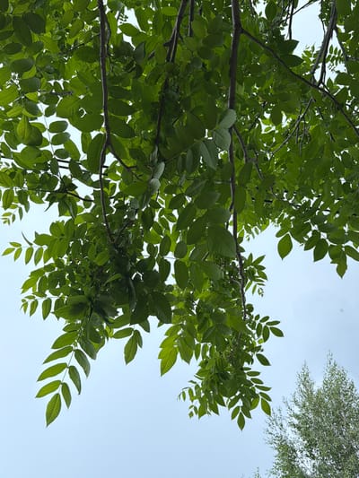 The media file shows a low-angle view looking up at the branches and leaves of a tree against a clear, pale blue sky. The foliage is dense and a vibrant green, suggesting it is summer. The tree's branches are dark and angular, crisscrossing through the frame. In the upper right corner, a second, less dense tree with smaller leaves is visible, also against the sky. The lighting is soft, indicating it is likely daytime, possibly late morning or early afternoon, with no harsh shadows. The scene is natural and serene, conveying a sense of calm and the outdoors. There are no people, objects, or visible text in the image. The context of Tomsk, Russia, suggests this scene is typical of a temperate climate during the warmer months.