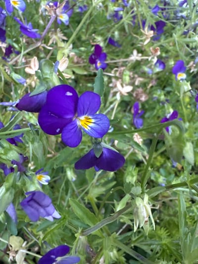 A close-up, eye-level shot captures a patch of vibrant purple and yellow pansies growing amidst green foliage. The flowers exhibit their characteristic velvety petals, with some featuring delicate yellow centers. The background is a soft blur of more purple and green vegetation, suggesting a garden or natural setting. The lighting is diffused, creating a gentle, natural feel. The specific location is within the city of Novoteritskiy, Russia.