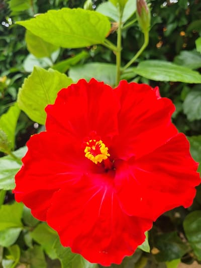 This media file is a close-up, eye-level, outdoor shot of a vibrant red hibiscus flower in full bloom. The flower dominates the frame, with its delicate, crinkled petals unfurling outwards. The center of the flower features a striking stamen cluster, a bright yellow against the intense red of the petals. Surrounding the flower are lush, green leaves, some in sharp focus and others softly blurred, indicating a shallow depth of field. The leaves have serrated edges and prominent veins. A partially unfurled bud and stem are also visible to the left of the main flower, suggesting the plant is actively growing. The lighting appears to be natural daylight, possibly mid-morning or late afternoon, given the soft illumination and gentle shadows. The background is a bokeh of green foliage and subtle orange-yellow highlights, hinting at other flowers or light sources in the distance. The overall impression is one of natural beauty and the tranquil setting of a garden or natural environment, consistent with a location like Orihuela, Spain, known for its Mediterranean climate suitable for such flora. No people, text, or specific activities are depicted; the focus is solely on the floral subject.