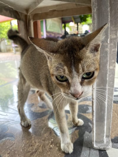 A skinny, light brown cat with green eyes stands on a patterned tile floor, looking towards the camera. The cat is positioned under a light-colored structure, possibly a table or chair, with a metallic support post to its right. The background is blurred, showing greenery and what appears to be buildings, suggesting an outdoor or semi-outdoor setting in a location like Julicotmeurak, Indonesia. The cat's fur is patchy, and its tail is slightly raised.