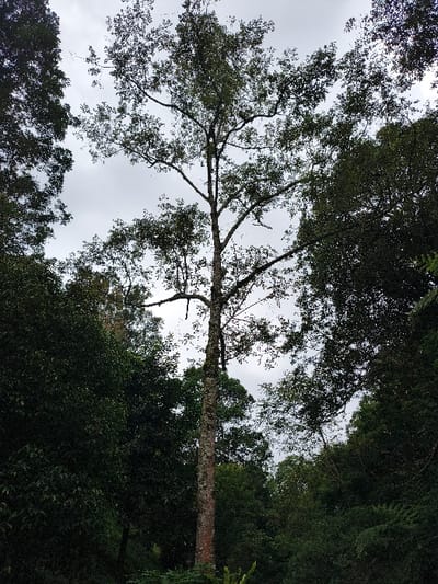 A tall tree with a light-colored trunk stretches upward into a cloudy sky. The tree's branches are widely spread, with green foliage against the grey backdrop. Dense green trees and foliage fill the bottom portion of the image, creating a framing effect. The perspective is looking up, highlighting the height of the main tree and the surrounding forest canopy.