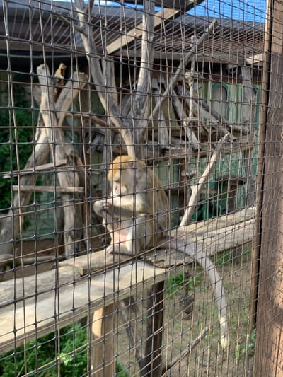 A monkey is viewed through a wire fence in what appears to be an enclosure. The monkey is light brown and grey with a lighter face, and it is lying down, possibly resting. The enclosure has a wooden structure with branches and logs, suggesting a naturalistic habitat. The background is blurred, but hints of greenery indicate an outdoor setting. The image is taken during the day, with natural light casting shadows. The fence creates a grid pattern over the entire scene, obscuring some details but clearly showing the subject. No text is visible in the image.