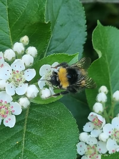 A close-up shot captures a bumblebee clinging to a cluster of white flowers with red and yellow accents. The bumblebee is positioned in the center of the frame. Its body is prominently displayed with black and yellow coloration. The flower cluster it rests on, as well as others are surrounded by green leaves. The location is not discernible from the image alone. No people are visible.