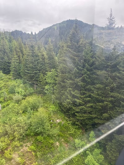 The image shows a dense forest covering a hillside in Hasliberg Reuti, Switzerland. The trees are predominantly coniferous, with lush green foliage. The terrain appears to be mountainous, with a hazy, overcast sky. The foreground features a variety of undergrowth, including ferns and smaller shrubs. There is a visible reflection on the glass through which the image was taken, creating a slight distortion and adding a light streak across the scene. No people or man-made structures are readily apparent in the image, suggesting a natural landscape.