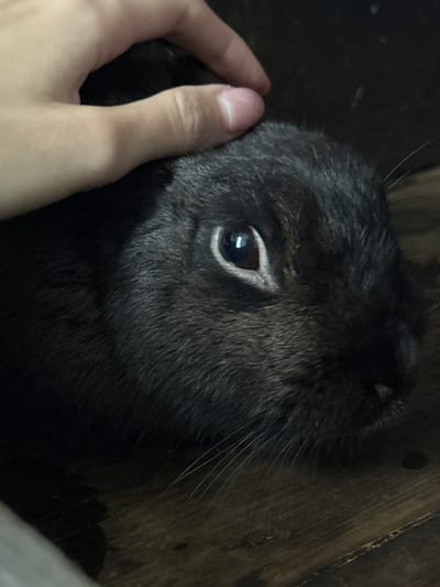 A close-up, eye-level shot shows a person's hand gently petting the head of a black rabbit. The rabbit's right eye is visible, reflecting light and appearing dark brown. The rabbit's fur is dark and appears soft. The background is dark and appears to be a wooden surface, possibly a table or floor. The overall lighting is dim, creating a moody atmosphere. There is no discernible location in the city of Beryozovsky, Russia.
