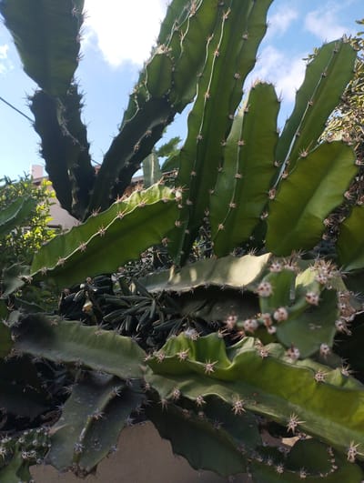 This media file is a close-up, low-angle shot of a large, green cactus plant with sharp spines. The cactus is the primary subject, filling most of the frame. Its thick, ribbed stems are visible, branching out towards the sky. Tiny, light-colored flowers or buds are scattered along some of the stems, adding a subtle detail to the otherwise spiny texture.
The background shows a bright blue sky with scattered white clouds, suggesting it is daytime. To the left, a portion of a building, possibly a house with a light-colored wall and a white pipe or structure, is visible, indicating an outdoor setting with human habitation. Some green foliage from other plants can be seen behind and to the sides of the cactus, providing a sense of a garden or natural landscape.
The lighting suggests it's a sunny day, likely morning or afternoon, with the sunlight illuminating the cactus and creating some shadows. There are no people or discernible animals in the image. The overall impression is one of a thriving, healthy cactus plant in a warm, outdoor environment. The image was taken in Zikhron Yaakov, Israel. No text is visible in the media file.