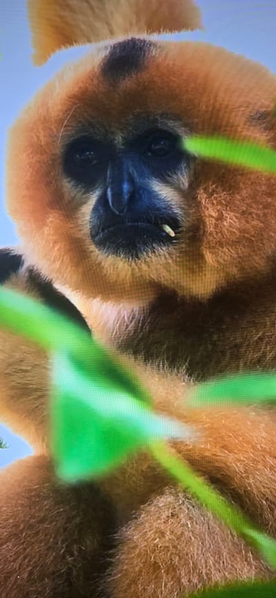 This is a close-up, vertical, medium shot of a gibbon's face, partially obscured by blurry green foliage. The gibbon has light brown fur with a darker patch on its forehead and a black nose and mouth area. Its eyes are dark and appear to be looking slightly down. There is a small, light-colored object protruding from its mouth, possibly food. The background is a pale blue sky. The image does not contain any information that would place it in Lippstadt, Germany or any other specific location.