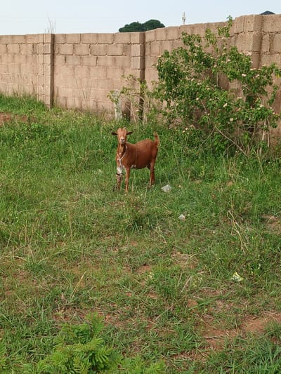 In Katon Rikkos, Nigeria, a solitary brown goat stands in a grassy field next to a concrete block wall. The goat is wearing a rope halter around its neck. The wall, constructed of light brown, rectangular blocks, forms the background of the scene. To the right of the goat, a flowering bush with small, pale pink blossoms grows against the wall. The ground is covered in lush, green grass with some patches of dry earth. The sky above is overcast. The scene appears to be an outdoor enclosure or yard.