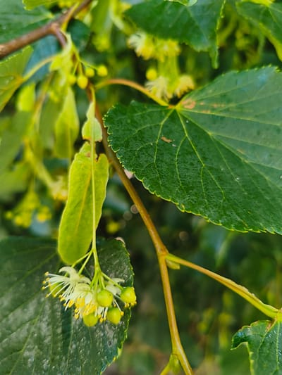The image shows a close-up of linden tree blossoms and leaves. Several small, green buds and delicate white and yellow flowers with prominent stamens are visible, hanging from a slender branch. A large, veined green leaf with a serrated edge is also a prominent feature in the foreground. The background is a blur of green foliage, indicating a natural, outdoor setting. The image was taken in Tukums, Latvia, and captures the delicate beauty of the linden tree in bloom. There are no people or animals present in the image.