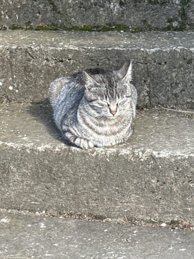 An aerial view captures a tabby cat curled up and resting peacefully on a textured, grey, concrete or stone surface. The cat, predominantly grey with distinct darker tabby stripes, has its eyes closed or squinted, suggesting it is either sleeping deeply or enjoying the warmth of the sun. Its head is turned slightly to the left, and its whiskers are visible.
The cat is positioned in the upper-central part of the frame, casting a strong shadow beneath it, indicating bright, direct sunlight. This suggests it is daytime, likely late morning or early afternoon. The background consists of rough, weathered concrete or stone blocks, arranged with visible parallel lines or steps. In some of the crevices between the blocks, patches of green moss or small weeds are visible, hinting at an outdoor, possibly somewhat unkempt environment. The overall scene conveys a sense of calm and tranquility, with the cat seemingly undisturbed by its surroundings in Pavlikeni, Bulgaria. There is no visible text in the image.