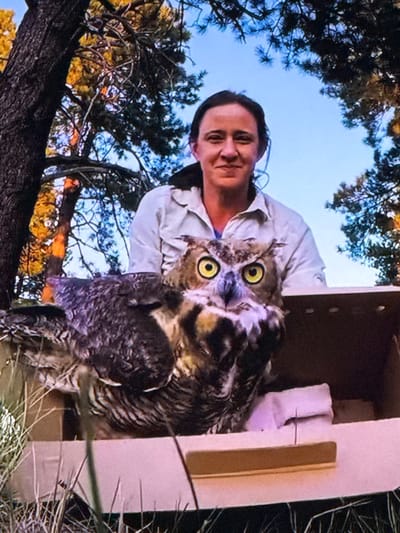 A woman with dark hair is positioned behind a Great Horned Owl. The owl is large and feathery with yellow eyes. The woman is wearing a light-colored collared shirt. They are both in front of a cardboard box and an outdoor natural environment, with trees and a blue sky visible. The image appears to be a photograph or a screenshot taken in Springboro, Ohio, USA.