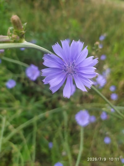 A single, vibrant purple chicory flower is the central subject of this close-up outdoor photograph. The flower's petals are finely serrated and radiate outwards from a central, darker purple stamen. The flower is positioned on the right side of the frame, with a blurred green and brown background suggesting a field or garden. Out-of-focus purple flowers are visible in the background, adding depth to the scene. A green stem and a developing flower bud are visible on the left side of the image. The bottom right corner of the image contains a timestamp: "2026/7/9 10:11". The location is identified as Skala-Podilska, Ukraine.