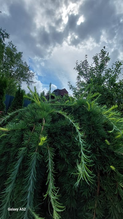 The image shows a close-up view of lush green coniferous branches against a backdrop of a cloudy sky and trees. In the background, a dark-colored roof of a building is visible, peeking through the foliage. A dark green fence can be seen on the left side of the image. The scene appears to be an outdoor setting, likely a garden or yard, in Zhavoronki, Russia. The foreground is dominated by the texture and detail of the pine needles and branches. The sky is partly obscured by dramatic, dark clouds, with patches of brighter sky showing through. The overall impression is one of a natural, perhaps slightly overcast, day.