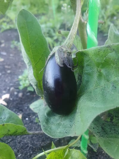 A close-up, eye-level shot shows a young, dark purple eggplant growing on a plant in a garden in Smorodinka, Russia. The eggplant is smooth and shiny, hanging downwards, supported by its stem which is attached to a fuzzy, green leaf. Another fuzzy green leaf is visible to the left of the eggplant. Behind the eggplant, a bright green, twisted garden stake is partially visible, along with the textured brown stem of the eggplant plant. The background is blurred, showing dark soil with some small green plants and weeds. The lighting is natural, suggesting an outdoor scene during the day.