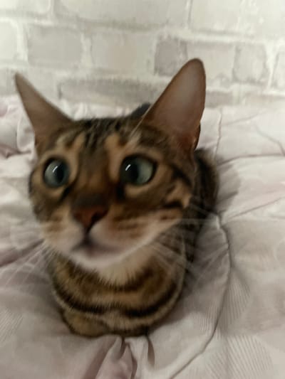 A close-up, low-angle, blurry photograph shows a Bengal cat with green eyes and distinctive brown and black markings. The cat is sitting on a pink blanket with a textured pattern. Behind the cat, a white brick wall is visible. The image does not contain any identifiable landmarks or context to determine its location within Kamyshlov, Russia.