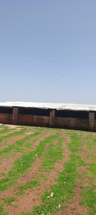 The image depicts an agricultural scene with a long, rectangular building in the background. The building has a white, corrugated roof and is constructed from brown bricks. The front of the building features a series of barred openings, suggesting it might be a barn or enclosure. In front of the building, a field is visible, with rows of young green plants growing in reddish-brown soil. The sky above is clear and blue. Several white birds are perched on the roof of the building, and a small dark bird is in flight in the sky. The image appears to be taken during the daytime. The specific location in Reifild-Ist, Nigeria is not discernible from the image itself.