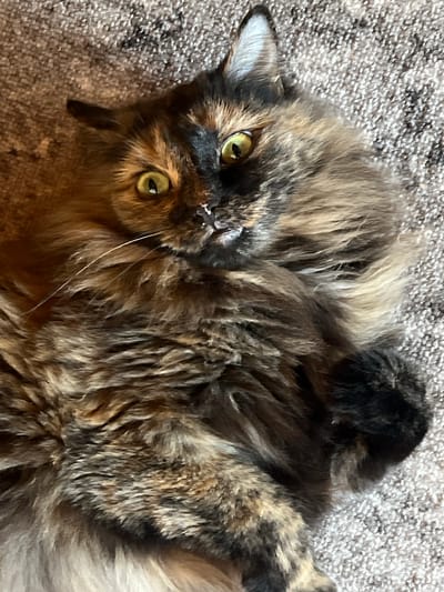 A calico cat with long fur lies on a textured carpet. The cat is looking upwards and slightly to the left, with its eyes wide open and a slight grimace on its face. Its fur is a mix of brown, black, and orange. The carpet is a light beige color with a flecked pattern. There are no people or other objects visible in the image, and the location is not discernible.