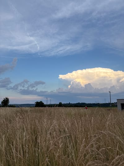 The image depicts a vast field of dry, tall grass in Bönnigheim, Germany, under a dramatic sky with large, illuminated cumulus clouds. In the distance, a treeline borders a slightly hilly landscape, punctuated by power lines and poles. A single person wearing a red garment is visible in the middle ground, standing in the field. To the right, a modern building with a dark roof and light-colored walls is partially visible. The foreground is dominated by the dense, golden-brown stalks of the grass, creating a textured and naturalistic foreground. The overall scene captures a serene, rural atmosphere with striking cloud formations.