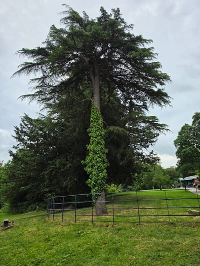 This image captures a park-like scene in Wepre, United Kingdom, under an overcast sky. A towering conifer tree dominates the center, its thick trunk partially enveloped by a dense column of vibrant green ivy extending upwards from the base. The tree's extensive canopy of dark green, needle-like foliage spreads widely, particularly to the left, with branches reaching towards the sky.

In the foreground, a verdant lawn of green grass occupies the lower portion of the frame. A black, low-profile metal fence, composed of horizontal bars supported by vertical posts, curves across the mid-ground, enclosing the base of the prominent tree and the adjacent grassy area. To the far left, a low, stone or concrete bench-like structure is situated on the grass, near a narrow dirt path that recedes into dense green shrubbery and trees.

Beyond the fence and the main tree, a backdrop of numerous dark green trees and dense foliage forms a continuous wooded area. To the far right in the mid-ground, a light-colored building with a dark roof and a green awning is visible, indicative of a cafe or visitor center. Several individuals are seated at outdoor tables positioned in front of this building. Another large deciduous tree stands immediately to the right of the building, its green canopy prominent. The sky above is a uniform light grey, characteristic of an overcast day, with no direct sunlight visible.
