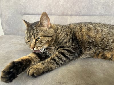 A tabby cat is lying on a grey fabric surface, possibly a sofa, with its left paw extended forward. The cat is grooming its paw with its tongue, and its eyes are partially closed. The background is a continuation of the grey fabric, with a subtle texture. The lighting appears to be natural daylight, casting soft shadows. No specific location within Kropyvnytskyi, Ukraine can be determined from the image.